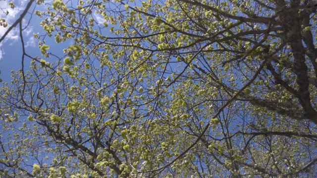 I walk in the spring forest and look up at the blue sky with white clouds. Green leaves in the sun look very bright