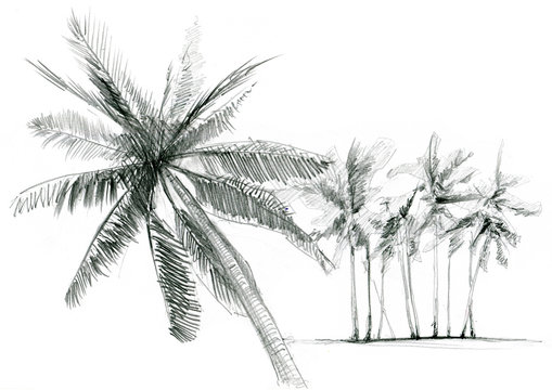 Set of palms trees. Hand drawn illustration over white background.