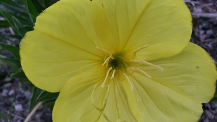 yellow flower in the garden