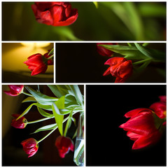 Collage with red tulip in illuminated vase on the black background