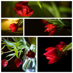 Collage with red tulip in illuminated vase on the black background