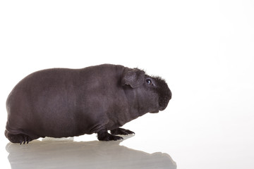 Guinea pig black skinni on white isolated background