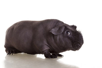 Obraz premium Guinea pig black skinni on white isolated background