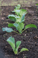 cabbage grows in the garden