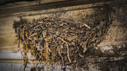 empty nest of a swallow bird