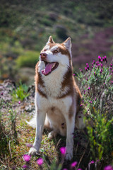 HUSKY