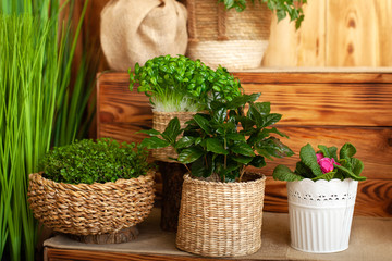 Home plants in straw pot on windowsill of house. concept of home gardening. Collection of various home plants in different pots. Arrangement of wicker flower pots with green houseplants. Coffee tree