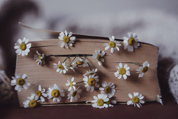 Close view of a closed paperback book with daisy flowers between the pages