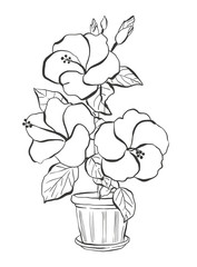 Hibiscus in a flowerpot, hand drawn vector illustration