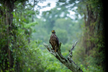 red tailed hawk