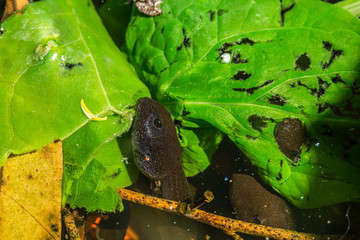 Grazing Tadpole 3