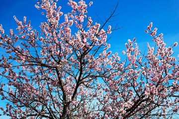 Blühende Bäume im Frühling