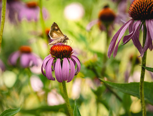 Silver Y owlet moth, Autographa gamma, on profile position, drinking nectar from a pink coneflower...