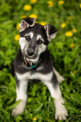 Eastern European shepherd puppy on the street