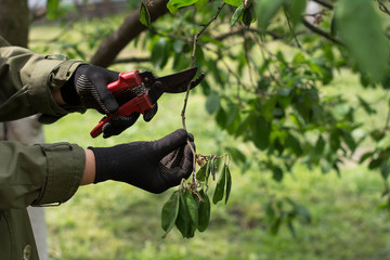 pruning withered branches on a tree
