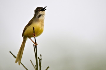 yellow belly on branch