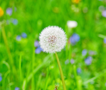 Dandelion (Taraxacum officinale) seed head clock in the garden.