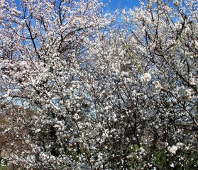 Blühende Bäume im Frühling
