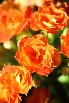 Kalanchoe blossfeldiana flowers in black background.