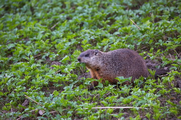 Cute adult groundhog seen mouth full eating ground cover plants during a spring morning, Domaine de Maizerets, Quebec City, Quebec, Canada