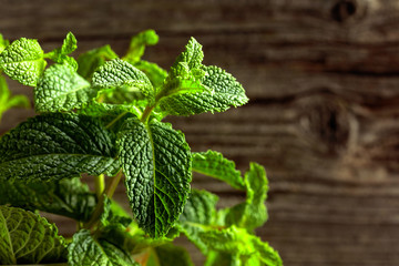 Growing mint.  Selective focus.
