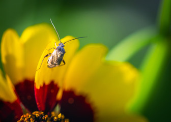 Close up of a insect on a wildflower!