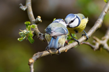 Blaumeisen - Pärchen