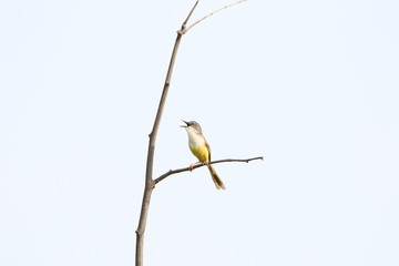 yellow belly on branch white background