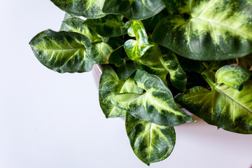 pixie plant on a light background