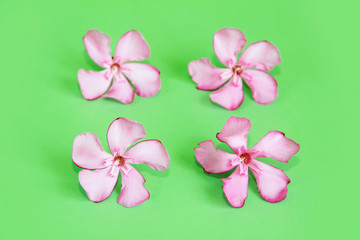 natural pink oleander flowers on a green background