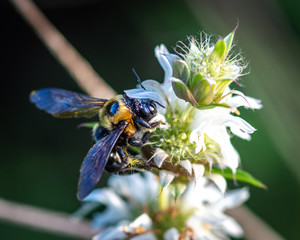 Southern Carpenter Bee crawling on Lemon Beebalm along the Shadow Creek Ranch Nature Trail in Pearland, Texas!