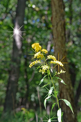 wild flowers in the forest