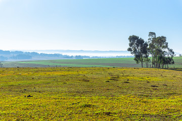 Rural landscape of the Pampa biome in the state of Rio Grande do Sul in Brazil bordering Uruguay...