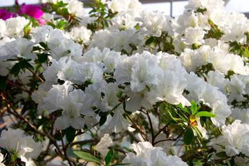Azalea Flower