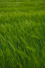 wheat field