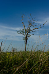 Obraz premium lonely dry tree in the field