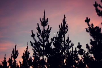 Bosque y luna