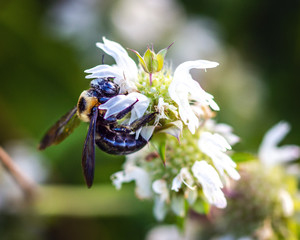Side profile of a Southern Carpenter Bee on Lemon Beebalm!