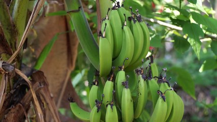 A large beautiful bunch of bananas on a palm tree. Fresh green bananas grow on a palm tree