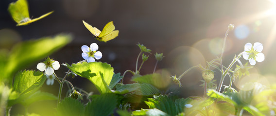 art blooming wild strawberry flower in sunny summer meadow. Beautiful summertime nature background;