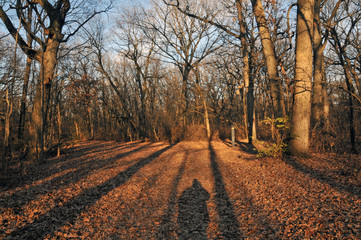 autumn in the forest