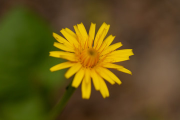 yellow flower of a dandelion
