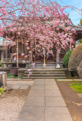 Weeping cherry tree pink Satozakura in bloom in front of the Bishamon Hall which is one of the four celestial kings in the Tennō-ji Buddhist temple in Yanaka cemetery.