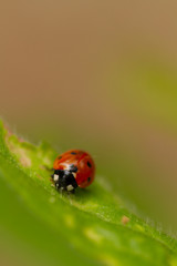 ladybird on a leaf