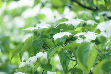 真っ白のヤマボウシ