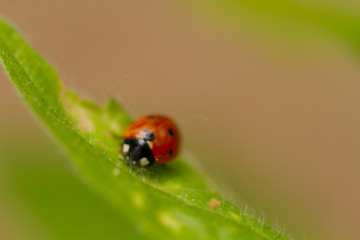 ladybird on a leaf