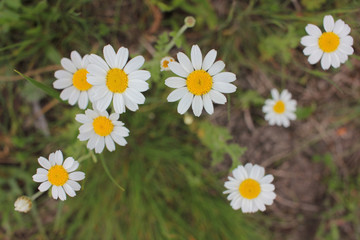 Daisies in the grass. Top view of little chamomile flowers. Natural floral background.
