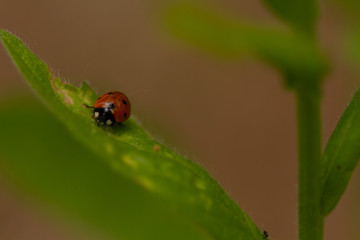 ladybug on grass