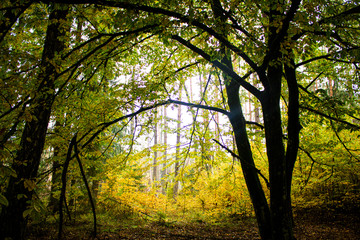 Obraz premium sunset in the forest