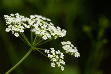
macro photo of white flowers in spring in prague in czech republic